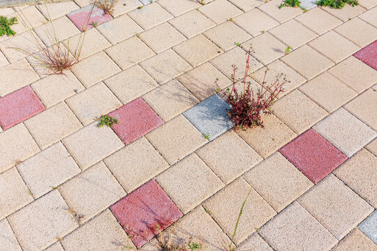 Close-up of plants growing between blocks.