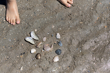 Shells and crab on beach