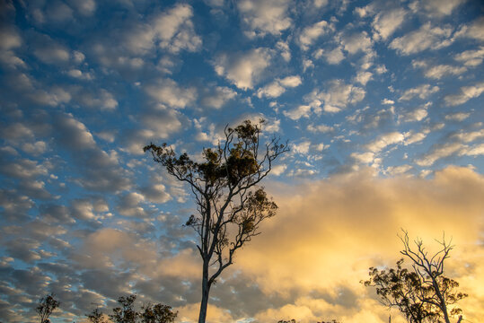 Stunning sunset scene in Australia with unreal, calming clouds and one, isolated tree. 