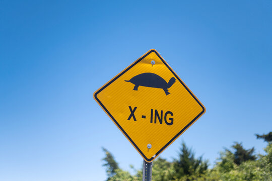 Turtle crossing