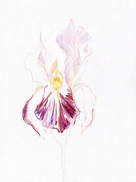 Beautiful iris illustration 
