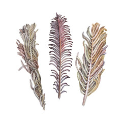 Set watercolor dried twig fern isolated on white background. Hand-drawn boho flower with leaves for decoration. Botanical brown plant for wallpaper wrapping. Clipart nature for wedding celebration