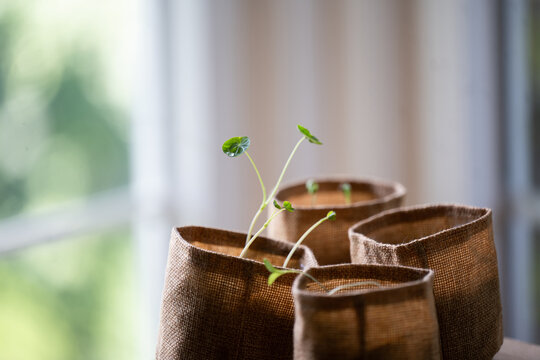 Growing seedlings indoors by window