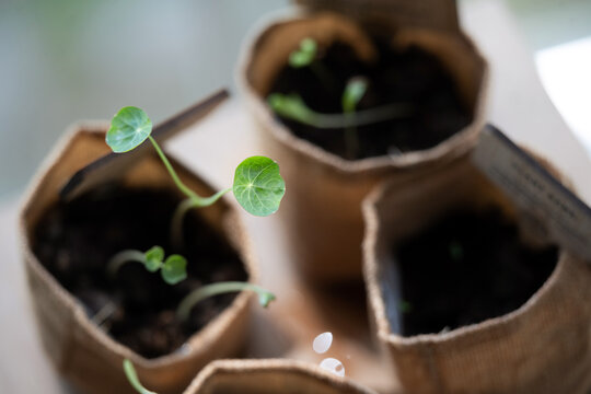 Growing seedlings inside