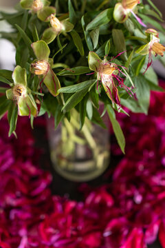 Close-up of a fading bouquet of bright red peonies.