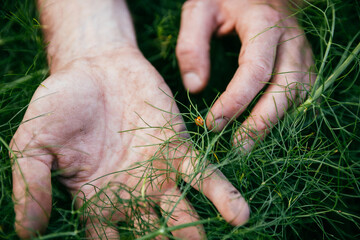 Hands and ladybug among fennel plants
