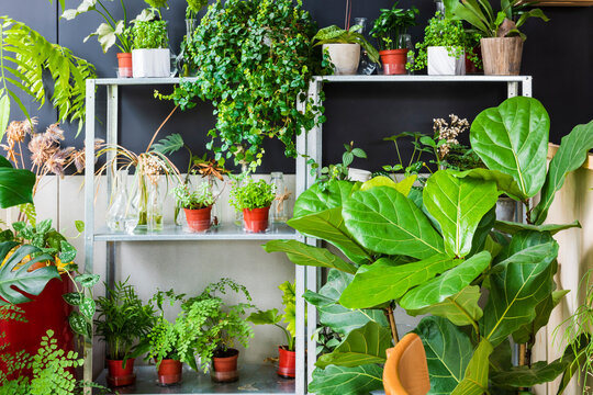 Green plants in house corner.