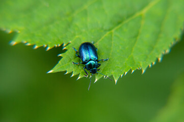 blue bug on leaf