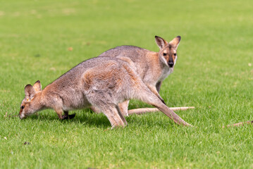 Naklejka na ściany i meble Wild wallaby seen standing on green grass at the Bunya Mountains, Queensland, Australia. 