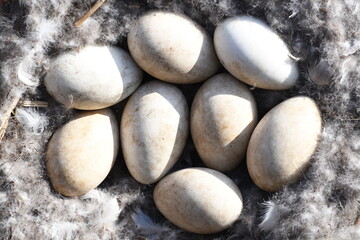 goose eggs