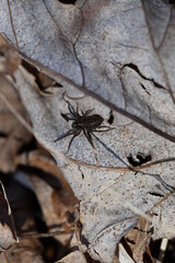 spider