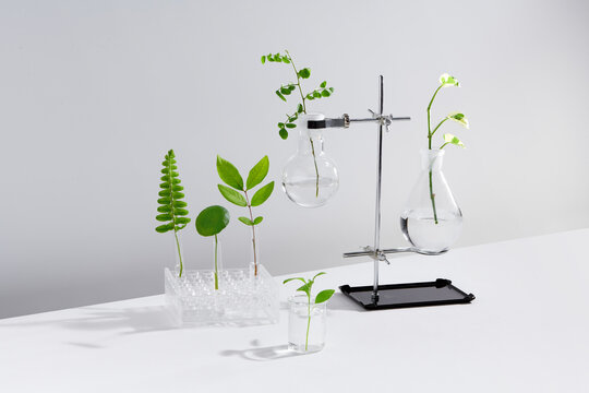 Test tubes with a transparent solution and the plant