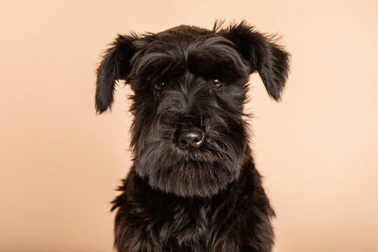 black Schnauzer dog  studio portrait 