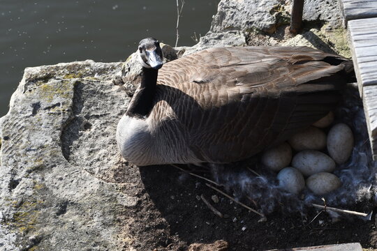 Mother Goose