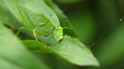 Green katydid eating a leaf in Cotacachi, Ecuador