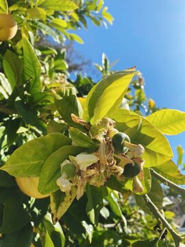 Tiny pomelos grow on a pomelo tree