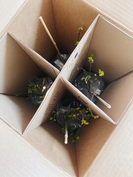 Four roses delivered in a cardboard box
