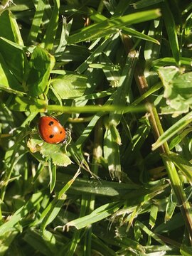 Red ladybug in the grass
