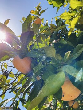 Pomelos grow on a tree in the sunshine