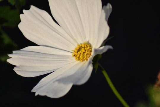 Wei&szlig;es Schmuckk&ouml;rbchen (Cosmos bipinnatus)