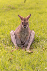 Wild wallaby sitting on green grass in Australia. 
