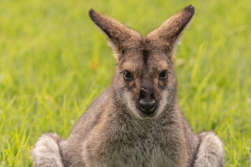 Fototapeta na wymiar Close up of a wild wallaby seen in Australia with green grass background. 
