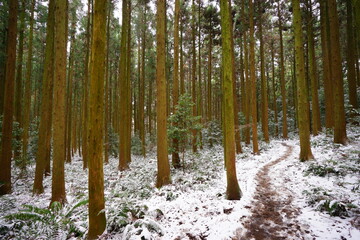 Obraz premium snowy pathway through cedar forest