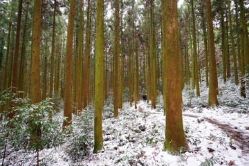 Obraz premium snowy forest path and people