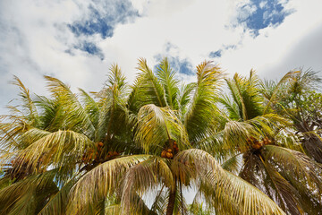 Fototapeta premium COCO