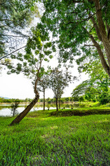 Green grass yard and trees beside Huay Tueng Thao Lake in the morning