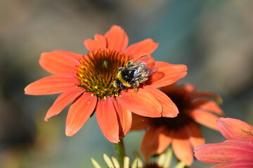 Blühender Sonnenhut (Echinacea) mit Hummel