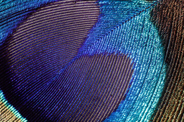 Peacock feather macro