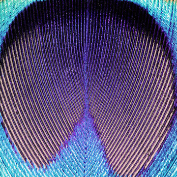 Macro of peacock feather background