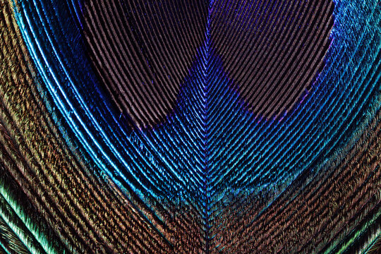 Feather background