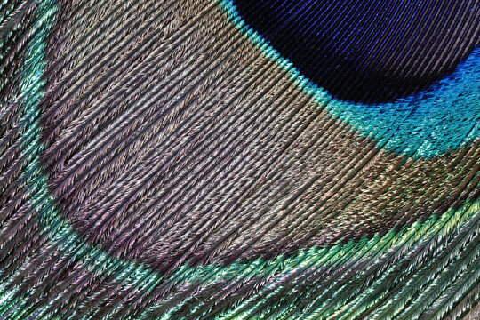 Peacock feather extreme close-up