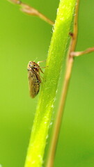Brown leafhopper on a blade of grass in Cotacachi, Ecuador