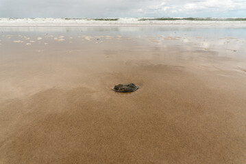 Beach scene in Queensland, Australia near Byron Bay, 