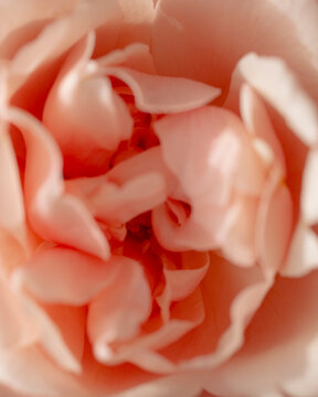 Close up of a rose