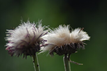 Verblühte Purpur-Kratzdistel (Cirsium rivulare 'Atropurpureum')