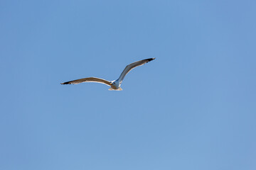 Seagull in fly on empty blue sky