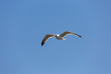 Seagull in fly on empty blue sky
