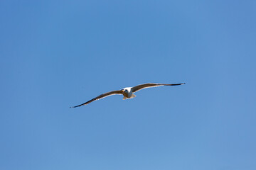 Seagull in fly on empty blue sky