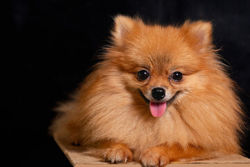 Obraz premium Small dog, Pomeranian, brown body, lying on the ground, cute pose, black background.