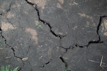 crack from drying out, a symbolic image for growth in adverse conditions. Crop failure, crop...