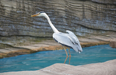 鳥類　アオサギ