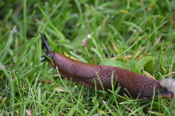Nacktschnecke