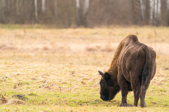 Young European Bison Grazing Grass  