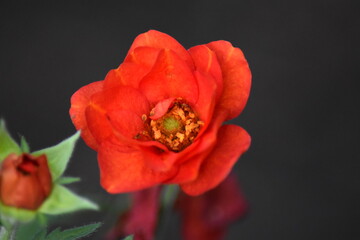 Blühende Nelkenwurz (Geum)