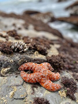 Starfish and gooseneck barnacles cling to a rock at low tide
