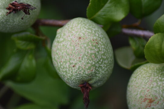 Unreife Fr&uuml;chte einer Japanischen Zierquitte (Chaenomeles japonica)